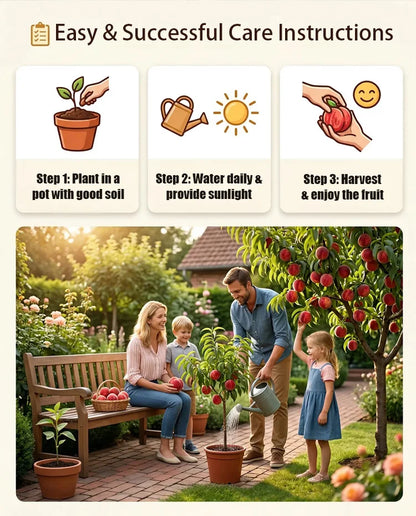 🍑Sweet Honey Peach Tree Sapling | Delicious Homegrown Fruit | Self-Fertile Variety | Vigorous Root System | Perfect for Backyard Gardens & Outdoor Planting | Simple Care & Low Maintenance | Great for Gardening Enthusiasts & Beginners-JKL