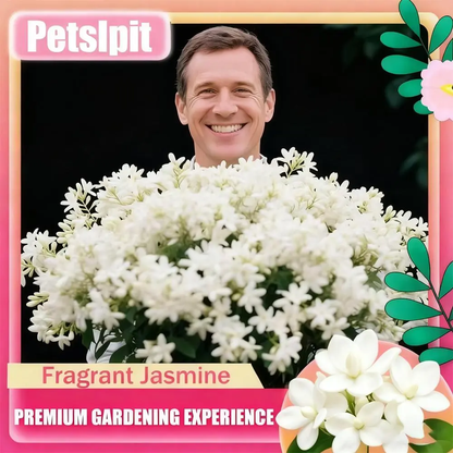 🔥[5𝟎% 𝐎𝐅𝐅 𝐋𝐀𝐒𝐓 𝐓𝐇𝐑𝐄𝐄 𝐃𝐀𝐘𝐒]For 50 Non-GMO Climbing Silver Jasmine Seeds - Aromatic Evergreen, Ideal Decor Choice for Garden & Balcony Fragrant-JKL