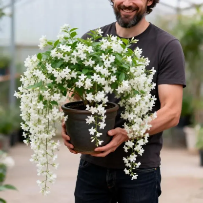 🔥[5𝟎% 𝐎𝐅𝐅 𝐋𝐀𝐒𝐓 𝐓𝐇𝐑𝐄𝐄 𝐃𝐀𝐘𝐒]For 50 Non-GMO Climbing Silver Jasmine Seeds - Aromatic Evergreen, Ideal Decor Choice for Garden & Balcony Fragrant-JKL