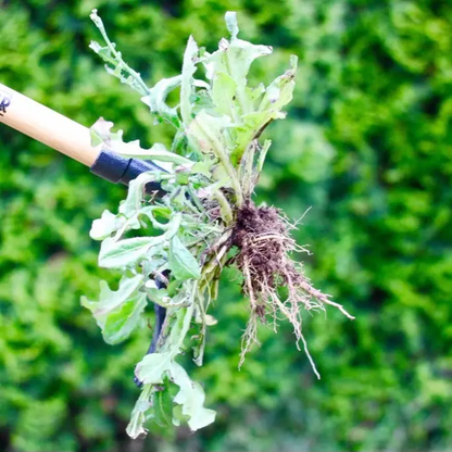 🔥[5𝟎% 𝐎𝐅𝐅 𝐋𝐀𝐒𝐓 𝐓𝐇𝐑𝐄𝐄 𝐃𝐀𝐘𝐒]The Original Stand Up Weed Puller Tool with Long Handle - Made with Real Bamboo & 4-Claw Steel Head Design - Easily Remove Weeds Without Bending, Pulling, or Kneeling-JKL