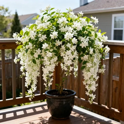 🔥[5𝟎% 𝐎𝐅𝐅 𝐋𝐀𝐒𝐓 𝐓𝐇𝐑𝐄𝐄 𝐃𝐀𝐘𝐒]For 50 Non-GMO Climbing Silver Jasmine Seeds - Aromatic Evergreen, Ideal Decor Choice for Garden & Balcony Fragrant-JKL