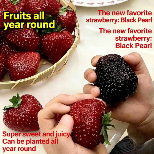 🔥[5𝟎% 𝐎𝐅𝐅 𝐋𝐀𝐒𝐓 𝐓𝐇𝐑𝐄𝐄 𝐃𝐀𝐘𝐒]New black pearl strawberry seeds, four-season strawberry seeds, true red, suitable for balcony pots and ground planting, high yield-vip