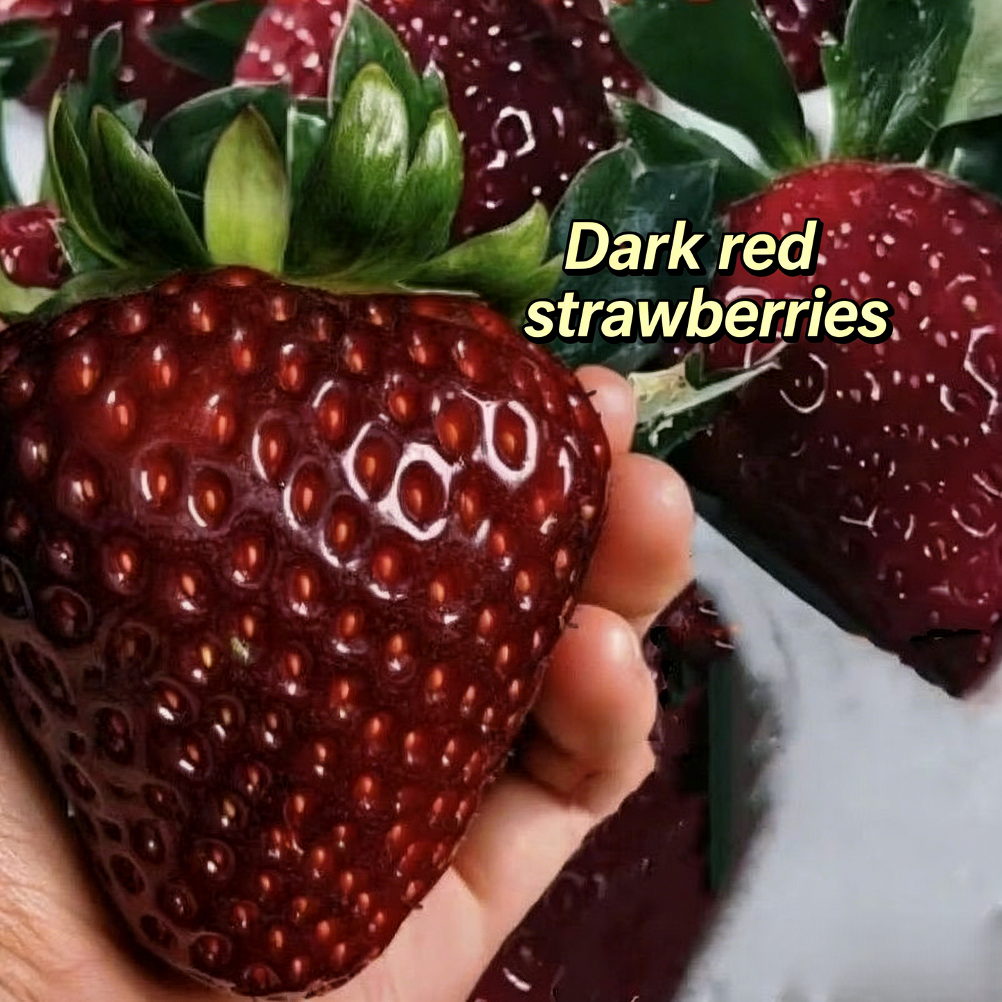 🔥[5𝟎% 𝐎𝐅𝐅 𝐋𝐀𝐒𝐓 𝐓𝐇𝐑𝐄𝐄 𝐃𝐀𝐘𝐒]New black pearl strawberry seeds, four-season strawberry seeds, true red, suitable for balcony pots and ground planting, high yield-vip