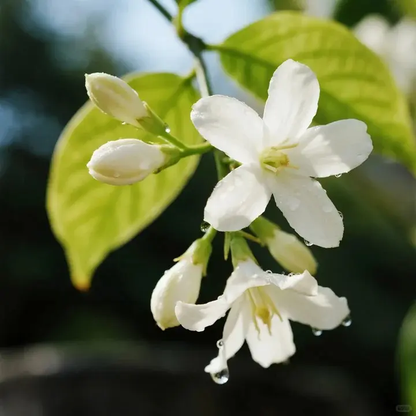 🔥[5𝟎% 𝐎𝐅𝐅 𝐋𝐀𝐒𝐓 𝐓𝐇𝐑𝐄𝐄 𝐃𝐀𝐘𝐒]For 50 Non-GMO Climbing Silver Jasmine Seeds - Aromatic Evergreen, Ideal Decor Choice for Garden & Balcony Fragrant-JKL