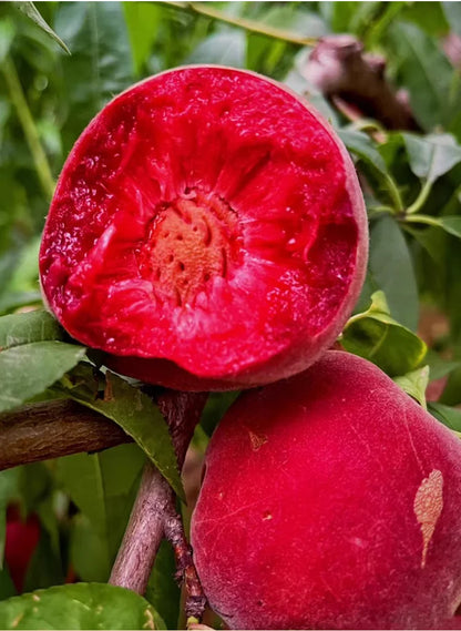 🍑Sweet Honey Peach Tree Sapling | Delicious Homegrown Fruit | Self-Fertile Variety | Vigorous Root System | Perfect for Backyard Gardens & Outdoor Planting | Simple Care & Low Maintenance | Great for Gardening Enthusiasts & Beginners-JKL